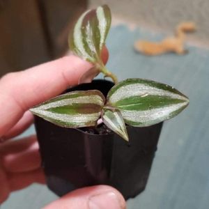 Purple veragated Wandering jew